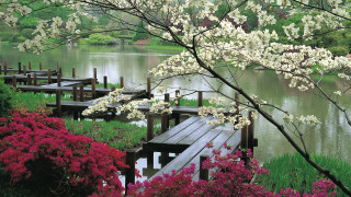 Wooden dock cherry blossoms nature - free spring wallpaper