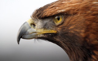 Bird prey closeup white background - prey free wallpaper