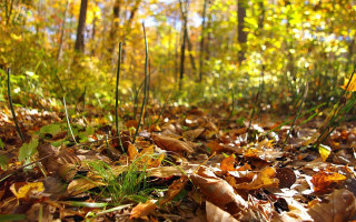 Forest floor leaf yellow flower - ada hill walker free wallpaper
