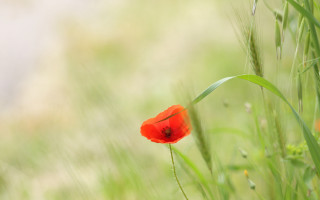 Red flower grassy field tilt - a blurry background of grass free wallpaper