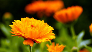 Yellow flower bokeh autumn orange - orange flower free wallpaper for desktop