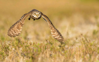 Small owl flying field tall - a small owl free wallpaper