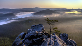 Lone tree mountains fog valley - free forest wallpaper