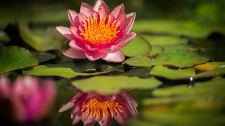 Pink flower water lilies macro 2 - water lily free wallpaper