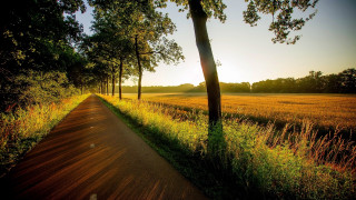 Dirt road trees grass field 3 - a field in the background free wallpaper