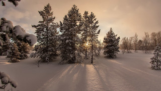 Snowy landscape trees sunset mountain - david martin free wallpaper