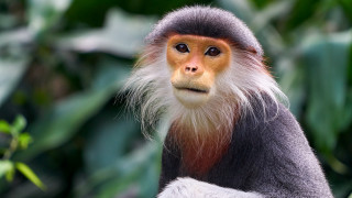 Monkey white orange hair leafy - a monkey with free wallpaper