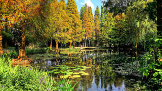 Pond lily pads bridge autumn - a pond free wallpaper for desktop