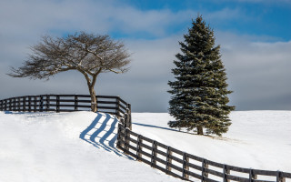 Fence tree snow field sky - a fence free wallpaper