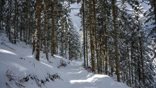 Snowy forest path winter nature - both side of it free wallpaper