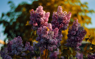 Purple flowers field trees blue - david budd free wallpaper for desktop