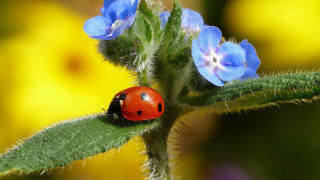 Ladybug greenleaf blueflowers yellowflowers ecologicalart - blue flower free wallpaper