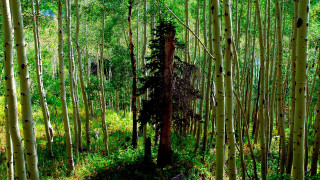 Forest bench nature girls trees - green grass and trees free wallpaper