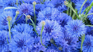 Blue flower field macro nature 2 - one flower in the middle of the picture free wallpaper