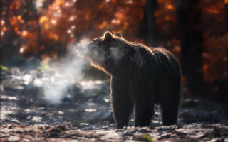 Brown bear forest steam christmas - free forest wallpaper