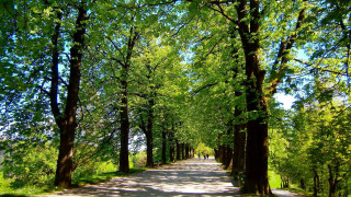 Road trees grass sky bench - berlin secession free wallpaper