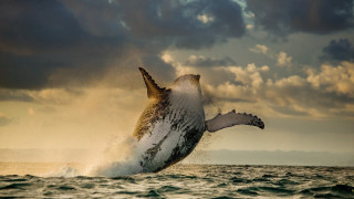 Humpback whale jumping ocean cloudy 2 - a cloudy sky in the background free wallpaper