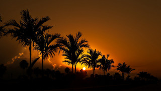 Sunset palm trees building clouds - free sunset wallpaper for desktop