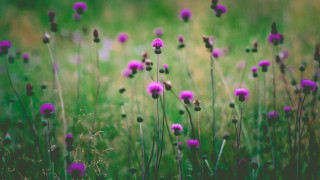 Purple flower field shallow depth 2 - evaline ness free wallpaper