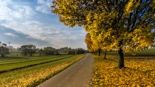 Tree lined road yellow leaves - florence engelbach free wallpaper