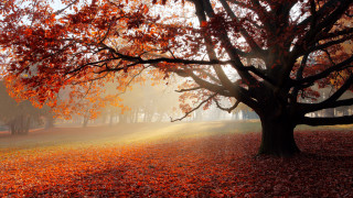 Red leaves park bench foggy - foggy free wallpaper