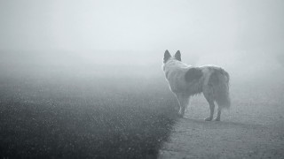 Fog dog astronaut moon stars - misty free wallpaper
