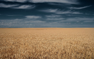 Wheat field cloudy sky horse - heavy free wallpaper