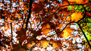 Fall leaves tree autumn orange - naturalism free wallpaper