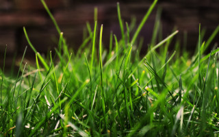 Green grass brick wall blurry - a green grass free wallpaper