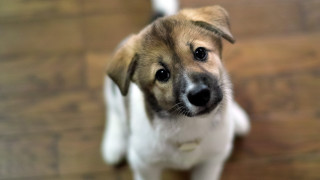 Shiba inu looking up wooden - optical free wallpaper