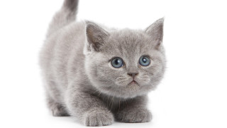 Small gray kitten blue eyes - grey background free wallpaper for desktop