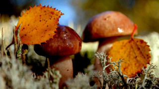 Mushrooms forest floor autumn macro - mossy free wallpaper for desktop