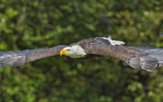 Bald eagle flying forest bokeh - bald free wallpaper