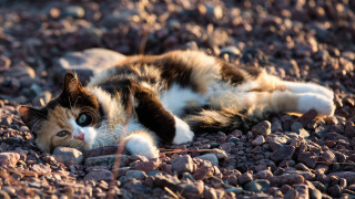 Cat rockyground wideopen blackwhiteface puzzle - its eye free wallpaper