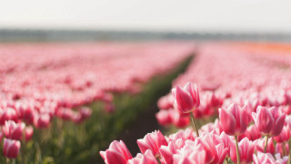 Pink tulips sky green stems - dirck van der lisse free wallpaper
