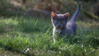 Kitten grassy field blurry background - a grassy field free wallpaper