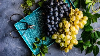 Grapes shears stilllife fauvism food - dionisiu free wallpaper