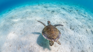 Turtle ocean sandy bottom blue - a turtle swimming in the ocean free wallpaper