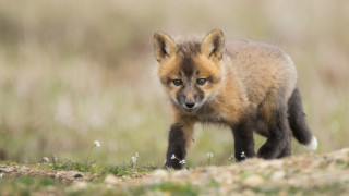 Small fox grass field blurry 2 - a grass free wallpaper