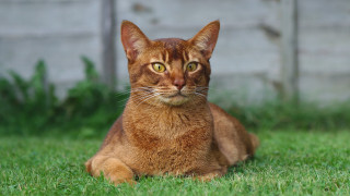 Sad cat in grass outdoors 6 - sumatraism free wallpaper for desktop