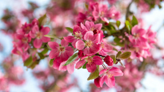 Pink flower closeup blooming tree - a close up of a tree free wallpaper