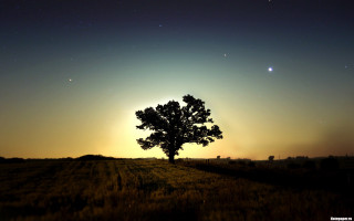 Lone tree field night sunset - free sky wallpaper