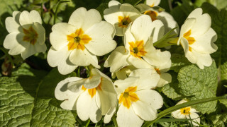 White flowers yellow centers green 2 - yellow center free wallpaper