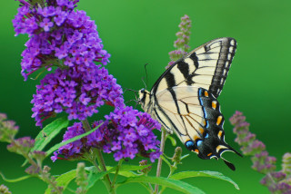 Butterfly purple flower green background - a purple flower free wallpaper for desktop