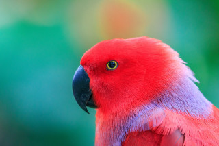 Red parrot blue purple green - fauvism free wallpaper
