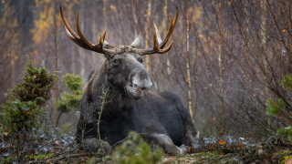 Large moose woods antlers bird - large horn free wallpaper