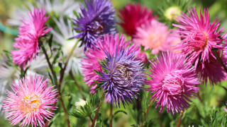 Flowers bee summer vibrancy puzzle - a bee free wallpaper