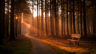 Forest bench sunset jigsaw light - light ray free wallpaper