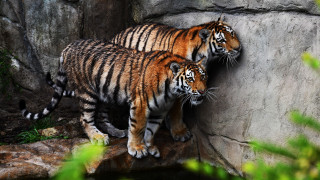 Tiger pond rock wall wildlife - two tiger free wallpaper