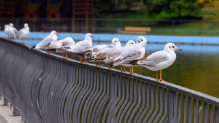 Birds fence water blue fence - in the background free wallpaper for desktop